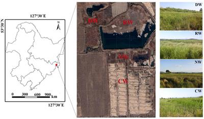Effect of agricultural intervention on nutrient stoichiometry from root to leaf in the helophyte species Glyceria spiculosa